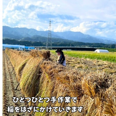 【天日干しのコシヒカリ】【令和7年産新米】 長野県豊丘村産コシヒカリ　精米　5kg
