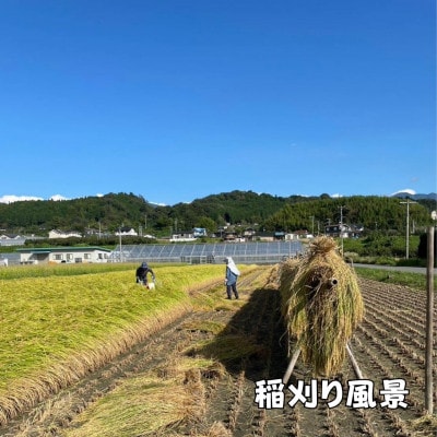 【天日干しのコシヒカリ】【令和7年産新米】 長野県豊丘村産コシヒカリ　精米　5kg
