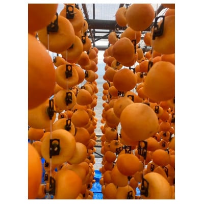 訳あり　自家用市田柿1kg　長野県　南信州産