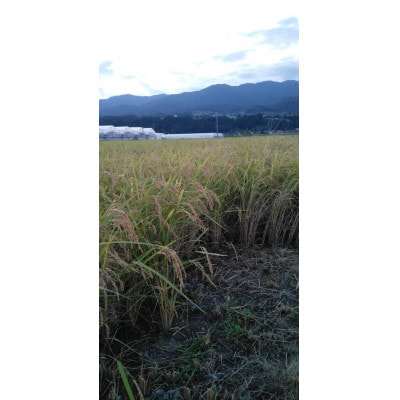 【さとふる限定】《先行予約》令和8年産牧場の「あきたこまち」南信州豊丘村　精米10kg