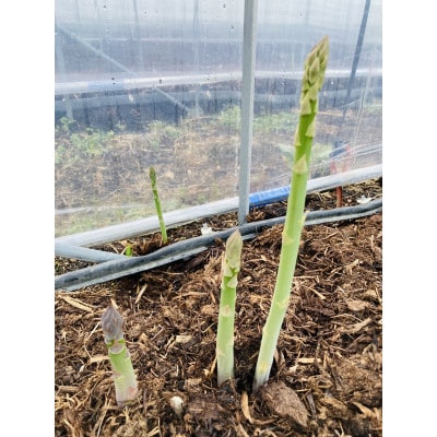 【令和8年4月より順次発送】春芽　極太アスパラガス　長野県　南信州豊丘村産　1kg