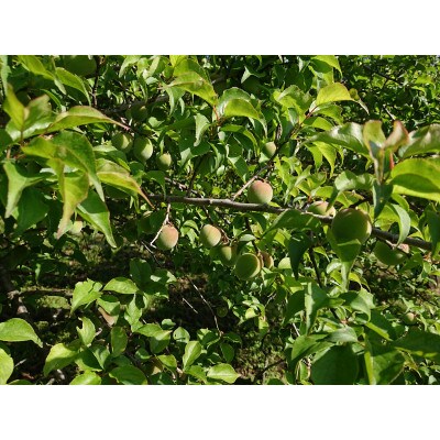 【農家直送】南高梅 2kg 長野県豊丘村産