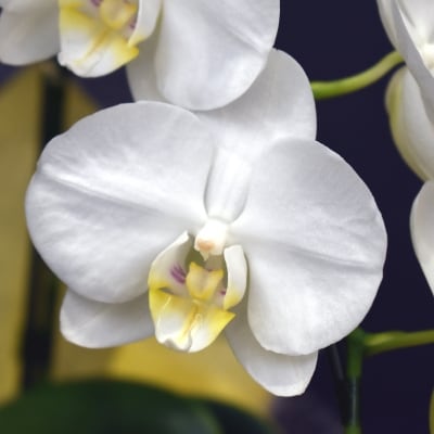 アレンジ胡蝶蘭 スーパーアマビリス2本立ち お礼品詳細 ふるさと納税なら さとふる