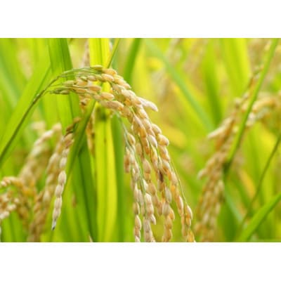 【令和7年産】農家直送の米 (12kg)