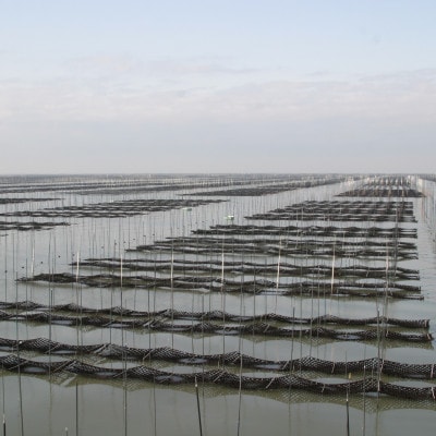 一番摘み有明海苔(10切80枚×4本　計320枚)　福岡有明海産　海苔詰合せ「自慢の味海苔」