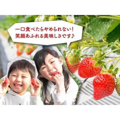 博多あまおう250g×4パック(鞍手町)