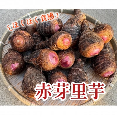 しょうた農園の赤芽里芋(5kg)