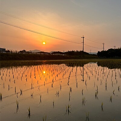 【福岡県産米】元気つくし 3kg×3袋