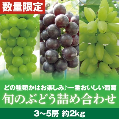 『旬』のぶどう詰め合わせ【さくら農園】B-050 