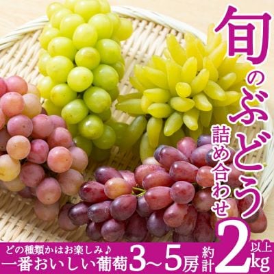 <先行受付中>『旬』のぶどう詰め合わせ3～5房(約2kg以上)【さくら農園】B-050 