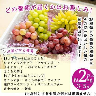 <先行受付中>『旬』のぶどう詰め合わせ3～5房(約2kg以上)【さくら農園】B-050 