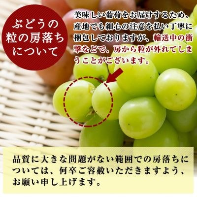 <先行受付中>『旬』のぶどう詰め合わせ3～5房(約2kg以上)【さくら農園】B-050 