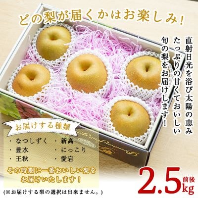 <先行受付中>梨詰め合わせ(約2.5kg前後)【さくら農園】　A-138 