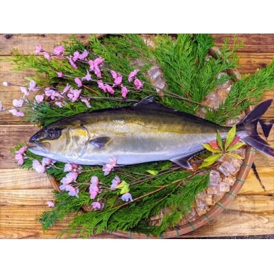 鹿児島県産カンパチ 1匹 6 12人前程度 国分活魚 C 0 お礼品詳細 ふるさと納税なら さとふる