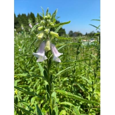 鹿児島県産ごま4袋・胡麻ふりかけ1袋・うめえ胡麻1袋セット(計6袋)【ゆうすげの里】　A0-297