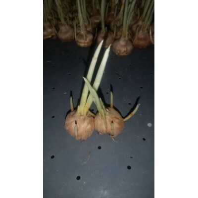 国産サフラン球根 5球 泉真一朗 Z5 009 お礼品詳細 ふるさと納税なら さとふる