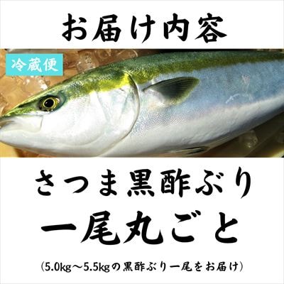 さつま黒酢ぶり(下処理なし・一尾 約5kg)【かごジン】　F0-009 