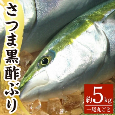 <先行受付>さつま黒酢ぶり(下処理なし・一尾 約5kg)【かごジン】　F0-009 