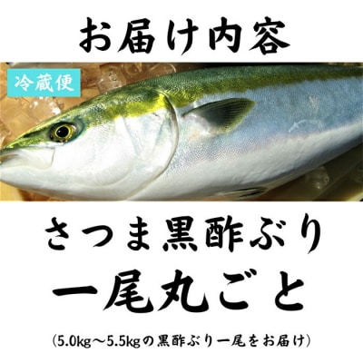 <先行受付>さつま黒酢ぶり(下処理なし・一尾 約5kg)【かごジン】　F0-009 