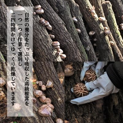  特選!どんこ椎茸(100g×3個) 【かごジン】　A8-015