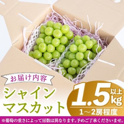 <先行受付中>シャインマスカット(約1.5kg以上)【さくら農園】B0-206