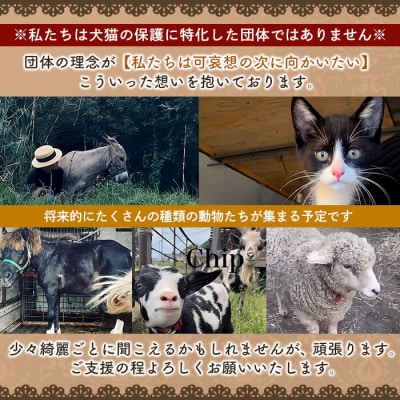猫山プロジェクト記念ポストカード【chichinpuipui王国★猫山プロジェクト】K-270