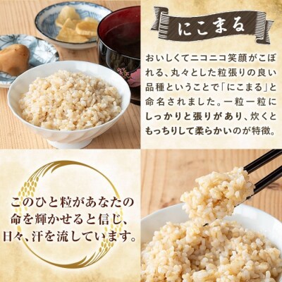 12回定期《R7年産新米》てまひま米・玄米(品種:にこまる)(計60kg)【末蜜農園】K-391-G