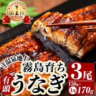 霧島市育ちのあの「うなぎ」150～170g×3尾!【田代水産】　K-715