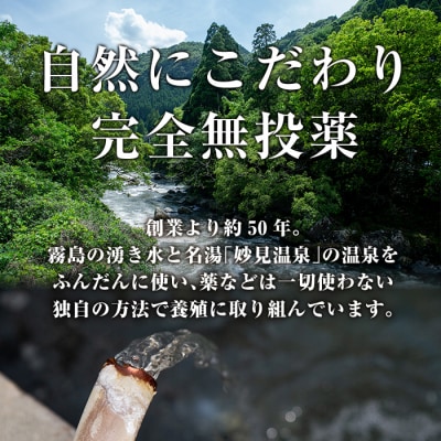 霧島市育ちのあの「うなぎ」150～170g×3尾!【田代水産】　K-715