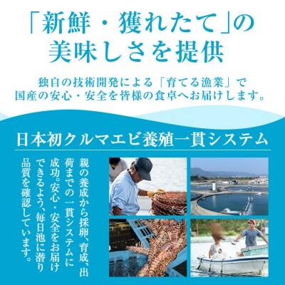  <数量限定>冷凍車えび 約1kg 2Sサイズ(70～79尾・加熱用)【MBC開発】B-136-A