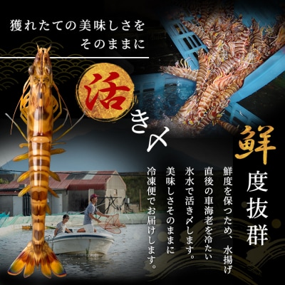 <数量限定>冷凍車えび 約1kg Mサイズ(50～59尾・加熱用)【MBC開発】B-136-C