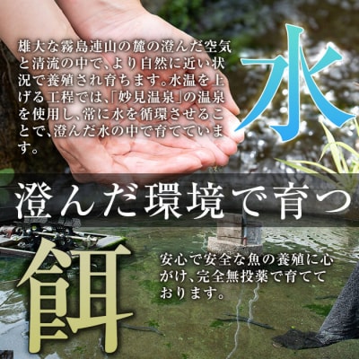 関東風タレ仕上げ!霧島うなぎ蒲焼き(130～150g×2尾)【田代水産】K-742