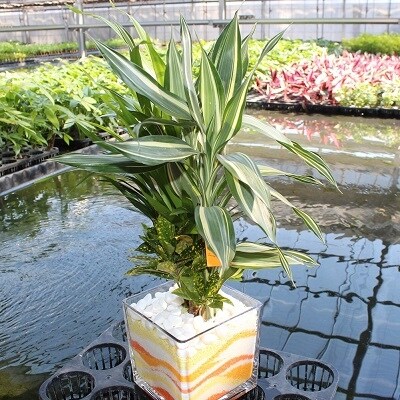 観葉植物(カラーペットブロック15)【B1】 | ふるさと納税のお礼品