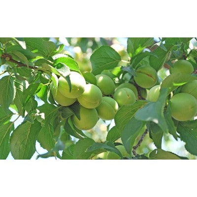 田上産　青梅「越の梅」 5kg