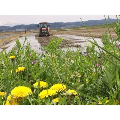 令和2年産米コシヒカリ精米5kg