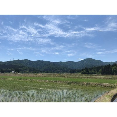 五泉産コシヒカリ「白山そだち」20kg【新潟】