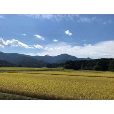 【新潟】五泉産コシヒカリ「白山そだち」5kg×4袋