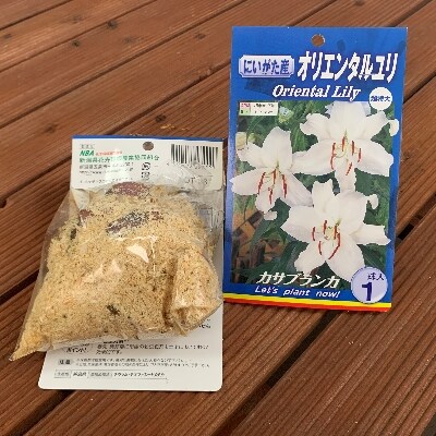 【1月発送分】五泉市 ユリ球根セット