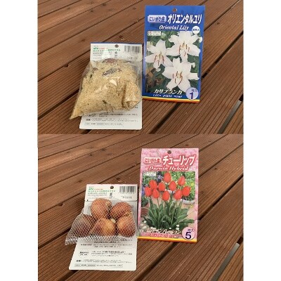 【11月発送分】五泉市　チューリップ・ユリ球根セット