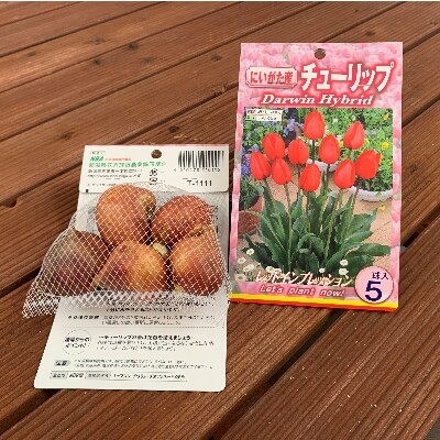 【12月発送分】五泉市 チューリップ球根セット 50球入り