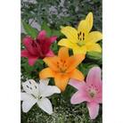 【2026年2月より順次発送】五泉市　ユリ球根セット