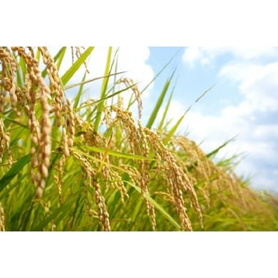 【令和3年産米】五泉恵米コシヒカリ5kg(精米)