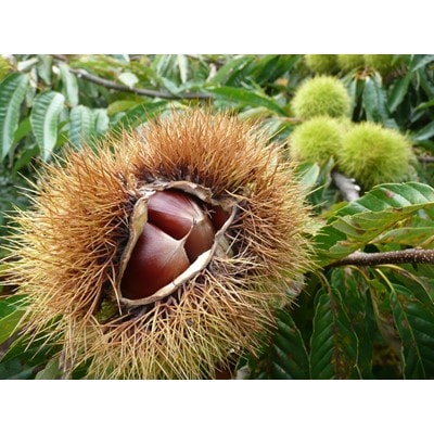 <10月中旬発送>越後村松の栗2kg