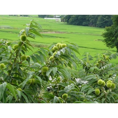 <10月下旬発送>越後村松の栗2kg