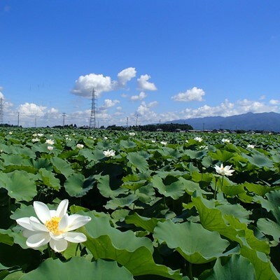 ＜10月発送＞新潟県五泉市産蓮根「五泉美人」4kg