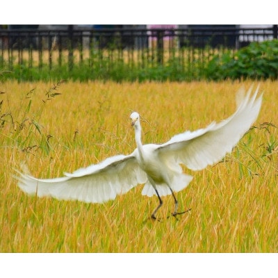 令和7年産新潟県五泉市産　新之助　10kg(5kg×2袋)　精米