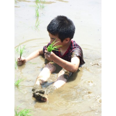 令和7年産新米【お米ソムリエのお米】ゆきん子舞 精米 10kg(5kg×2袋)五泉市四ヶ村産米