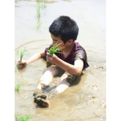 令和7年産新米【お米ソムリエのお米】ゆきん子舞 玄米 10kg(5kg×2袋)五泉市四ヶ村産米