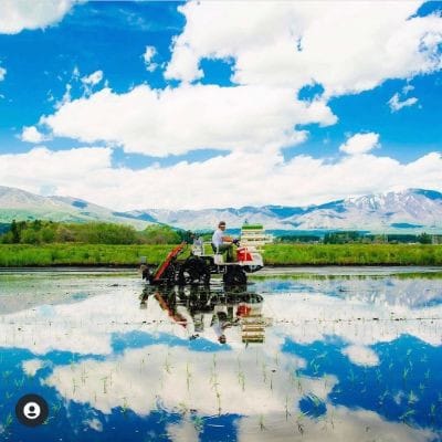 【先行受付】令和8年産新潟県五泉市産　無洗米食べ比べセット　コシヒカリ1kg新之助1kg　計2kg