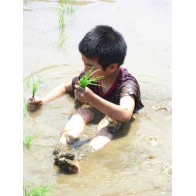 【先行受付】令和8年産新潟県五泉市産　無洗米食べ比べセット　コシヒカリ1kg新之助1kg　計2kg